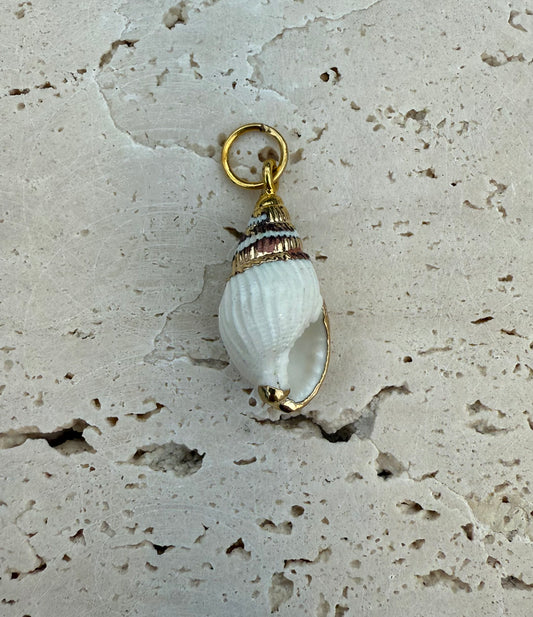 Dyo spiral Shell