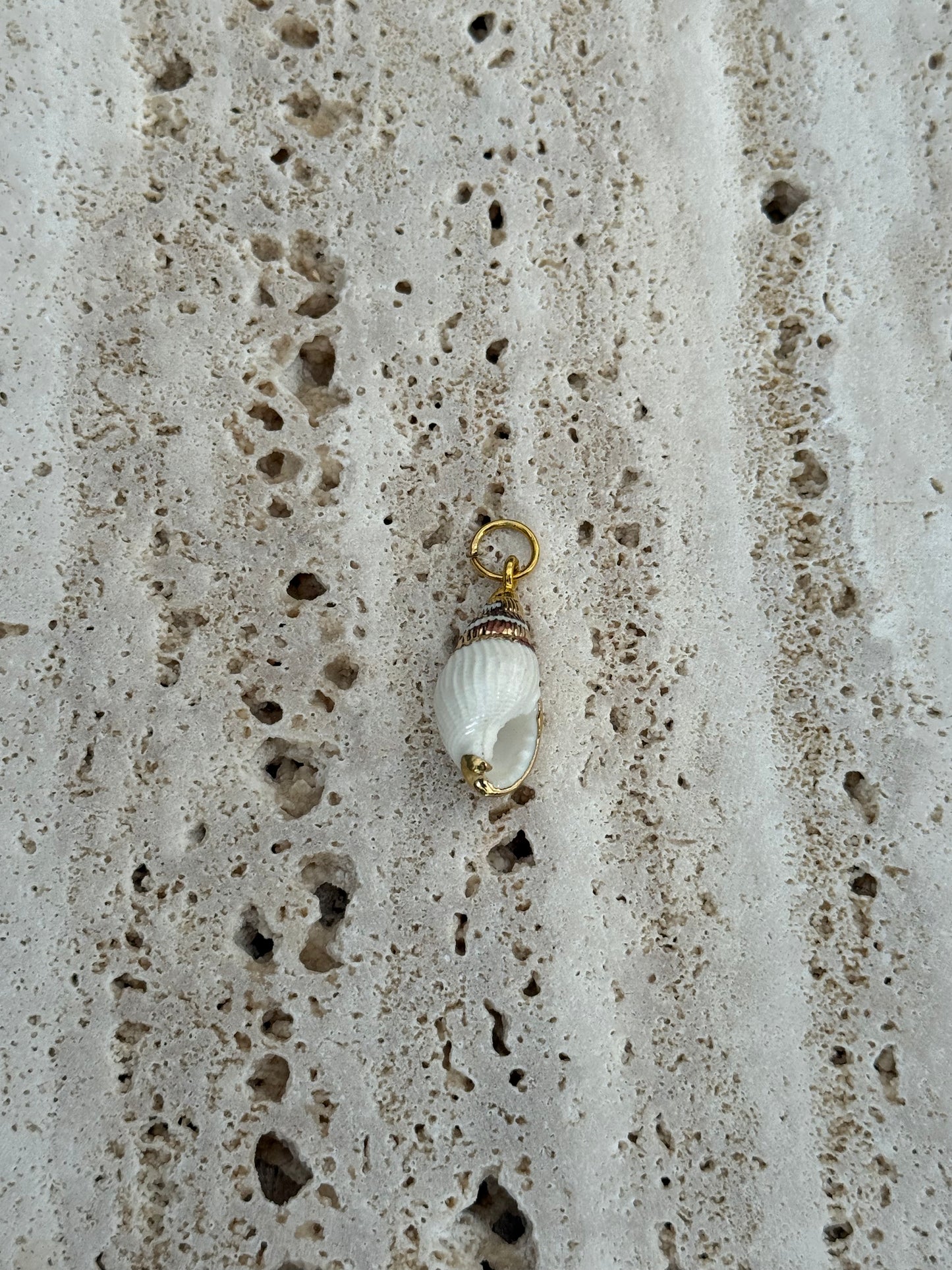 Dyo spiral Shell